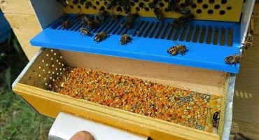 Zařízení na sběr pylu a jeho výroba